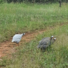 Numida meleagris (Helmeted Guineafowl) at Jerrabomberra Grassland - 3 Nov 2020 by Speedsta