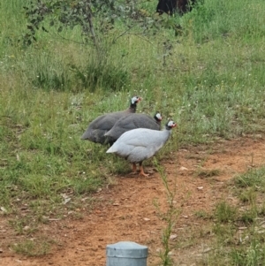 Numida meleagris at Hume, ACT - 3 Nov 2020