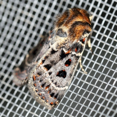 Proteuxoa sanguinipuncta (Blood-spotted Noctuid) at O'Connor, ACT - 22 Feb 2021 by ibaird