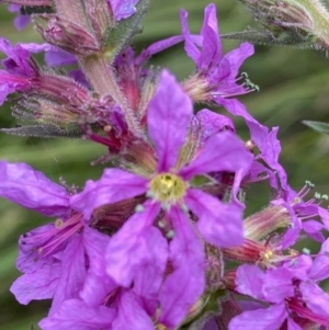 Lythrum salicaria at Booth, ACT - 22 Feb 2021 11:50 AM