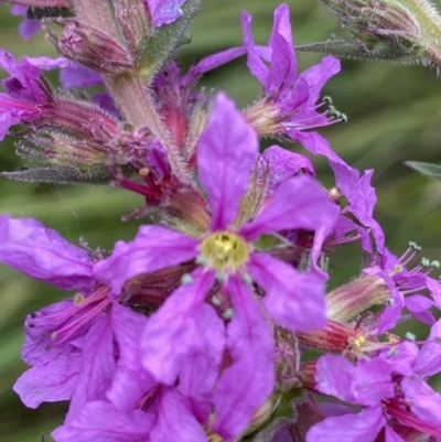 Lythrum salicaria (Purple Loosestrife) at Booth, ACT - 22 Feb 2021 by RAllen