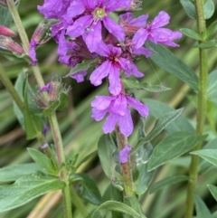 Lythrum salicaria at Booth, ACT - 22 Feb 2021 11:50 AM