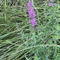 Lythrum salicaria at Booth, ACT - 22 Feb 2021 11:50 AM