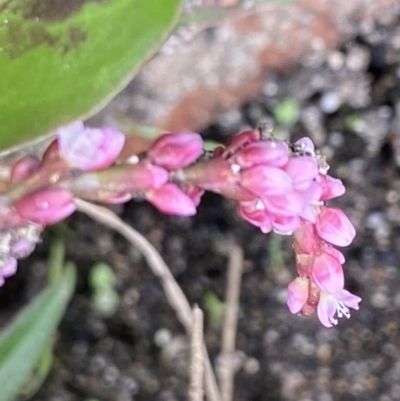 Persicaria decipiens (Slender Knotweed) at Namadgi National Park - 22 Feb 2021 by RAllen