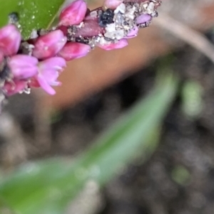 Persicaria decipiens at Booth, ACT - 22 Feb 2021 11:55 AM