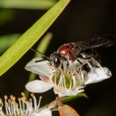 Lasioglossum (Callalictus) callomelittinum (Halictid bee) at ANBG - 21 Feb 2021 by Roger