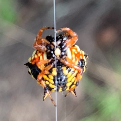 Austracantha minax (Christmas Spider, Jewel Spider) at Holt, ACT - 24 Feb 2021 by Eland