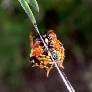 Austracantha minax at Holt, ACT - 24 Feb 2021