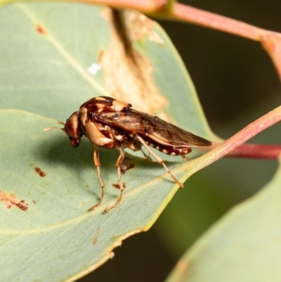 Pergagrapta polita (Sawfly) at Aranda Bushland - 23 Feb 2021 by Roger