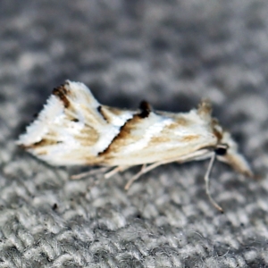 Heliocosma argyroleuca at O'Connor, ACT - 22 Feb 2021