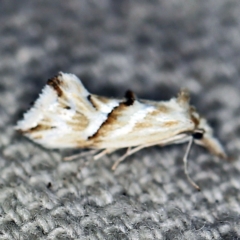 Heliocosma argyroleuca (A tortrix or leafroller moth) at O'Connor, ACT - 22 Feb 2021 by ibaird