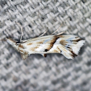 Heliocosma argyroleuca at O'Connor, ACT - 22 Feb 2021