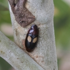 Sphallomorpha ruficollis (A ground beetle) at Higgins, ACT - 24 Feb 2021 by AlisonMilton