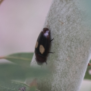 Sphallomorpha ruficollis at Higgins, ACT - 24 Feb 2021 10:52 AM