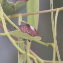 Gonipterus pulverulentus (Eucalyptus weevil) at Higgins, ACT - 24 Feb 2021 by AlisonMilton