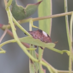 Gonipterus pulverulentus at Higgins, ACT - 24 Feb 2021