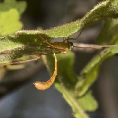 Ichneumonidae (family) (Unidentified ichneumon wasp) at Acton, ACT - 11 Feb 2021 by AlisonMilton