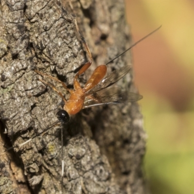 Enicospilus sp. (genus) (An ichneumon wasp) at Acton, ACT - 11 Feb 2021 by AlisonMilton