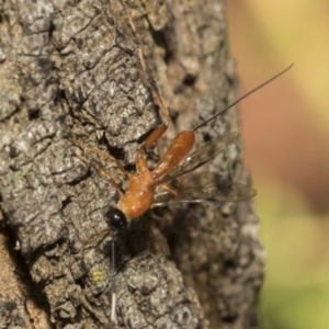 Stiromesostenus sp. (genus) at Acton, ACT - 11 Feb 2021