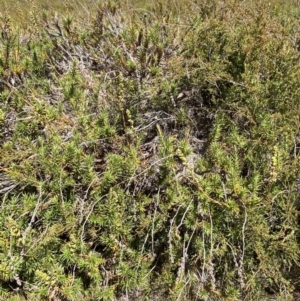 Dracophyllum continentis at Cotter River, ACT - 20 Feb 2021