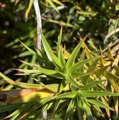 Dracophyllum continentis at Cotter River, ACT - 20 Feb 2021 12:20 PM