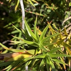 Dracophyllum continentis at Cotter River, ACT - 20 Feb 2021 12:20 PM