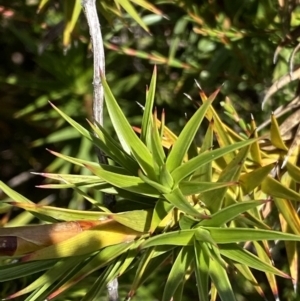 Richea continentis at Cotter River, ACT - 20 Feb 2021