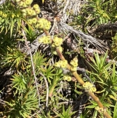 Dracophyllum continentis at Cotter River, ACT - 20 Feb 2021