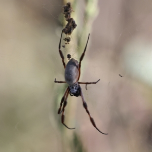 Trichonephila edulis at Ainslie, ACT - 16 Feb 2021 05:44 PM