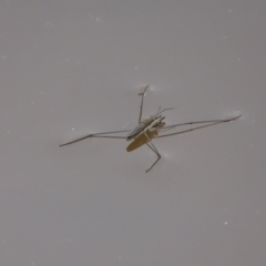 Aquarius antigone (Water strider, pond skater) at O'Malley, ACT - 8 Feb 2021 by Mike
