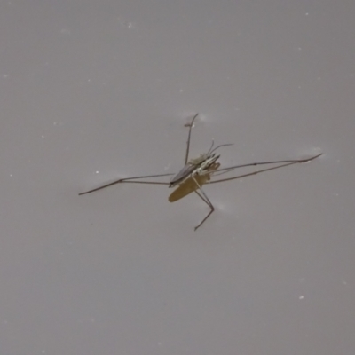 Aquarius antigone (Water strider, pond skater) at O'Malley, ACT - 8 Feb 2021 by Mike