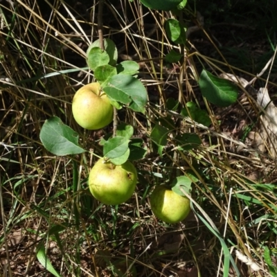 Malus pumila (Apple) at Isaacs Ridge and Nearby - 23 Feb 2021 by Mike