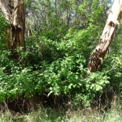 Malus pumila at Isaacs, ACT - 23 Feb 2021