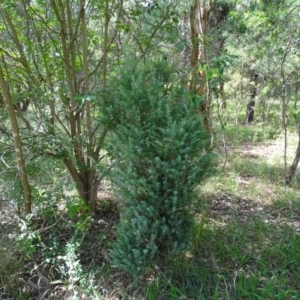 Juniperus communis at Isaacs Ridge - 23 Feb 2021