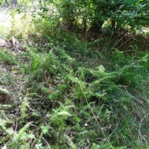 Juniperus communis at Isaacs, ACT - 23 Feb 2021 04:07 PM