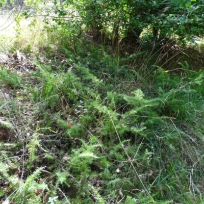 Juniperus communis (Juniper) at Isaacs Ridge - 23 Feb 2021 by Mike