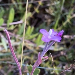 Epilobium sp. (A Willow Herb) at Namadgi National Park - 20 Feb 2021 by RAllen