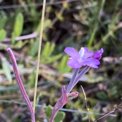 Epilobium sp. (A Willow Herb) at Cotter River, ACT - 20 Feb 2021 by RAllen