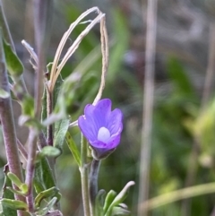 Epilobium sp. at Cotter River, ACT - 20 Feb 2021