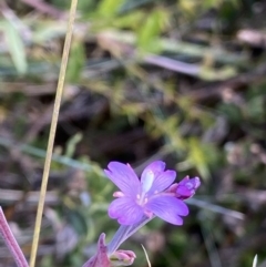 Epilobium sp. at Cotter River, ACT - 20 Feb 2021