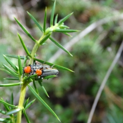 Chauliognathus tricolor (Tricolor soldier beetle) at Isaacs, ACT - 23 Feb 2021 by Mike