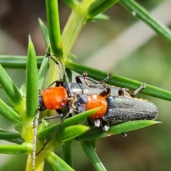 Chauliognathus tricolor at Isaacs Ridge - 23 Feb 2021