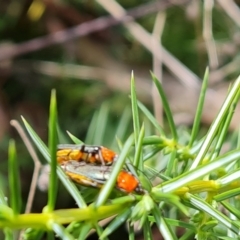 Chauliognathus tricolor at Isaacs Ridge - 23 Feb 2021