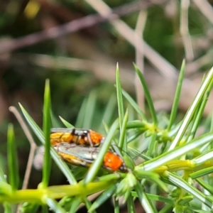 Chauliognathus tricolor at Isaacs Ridge - 23 Feb 2021