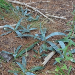 Agave americana at Isaacs, ACT - 23 Feb 2021