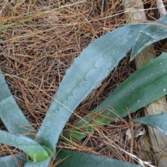 Agave americana at Isaacs, ACT - 23 Feb 2021