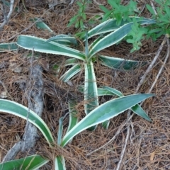 Agave americana at Isaacs, ACT - 23 Feb 2021