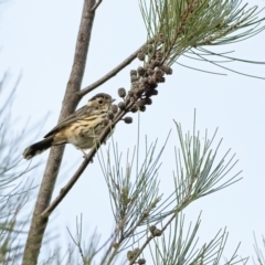 Pyrrholaemus sagittatus (Speckled Warbler) at Holt, ACT - 24 Feb 2021 by Peter6172