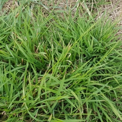 Microlaena stipoides (Weeping Grass) at Budjan Galindji (Franklin Grassland) Reserve - 24 Feb 2021 by trevorpreston