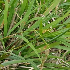 Microlaena stipoides at Franklin, ACT - 24 Feb 2021